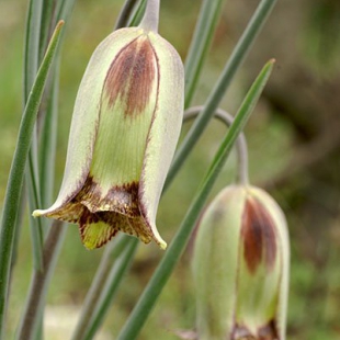 Fritillaria amopetala